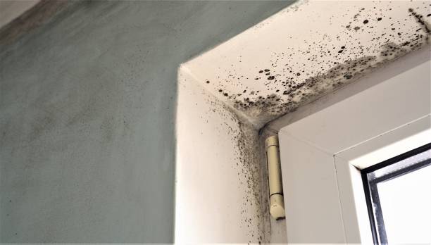 Best Mold Remediation for Healthcare Facilities  in Winona, MN