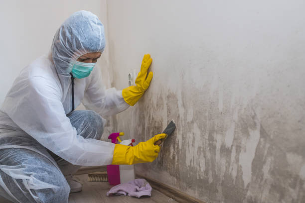 Best Mold Removal for HVAC Installations  in Winona, MN