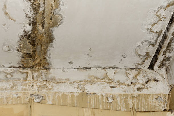 Best Post-Remediation Verification Testing  in Winona, MN